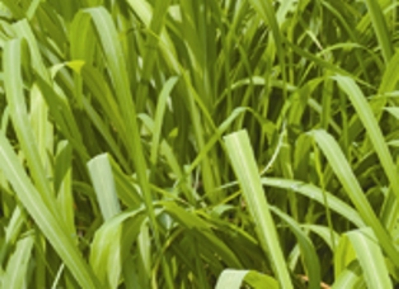 citronella grass