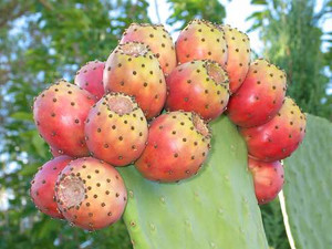Prickly Pear Prickly Pear