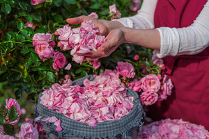 Rose petals Rose petals