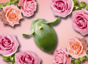 Rose Otto 10% In Jojoba Rose Otto 10% In Jojoba