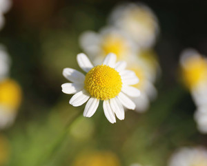 Chamomile Flower