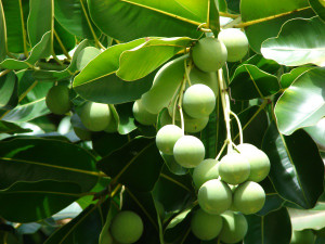Foraha, Green Tamanu Foraha, Green Tamanu