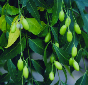 Neem Neem