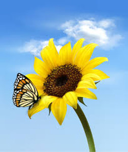 Sunflower Sunflower