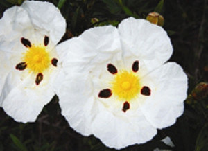 Cistus Cistus