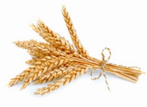 Wheat Germ Refined Wheat Germ Refined