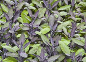Clary Sage Clary Sage