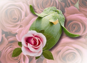 Rose Absolute in Jojoba Rose Absolute in Jojoba