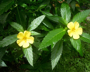 Damiana 10% in Fractionated Coconut Damiana 10% in Fractionated Coconut