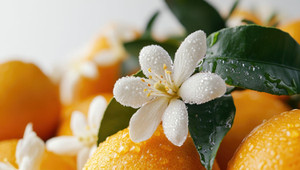 Orange Blossoms Oranges Orange Blossoms Oranges