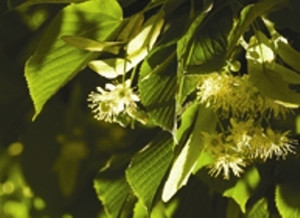 Tea tree flower Tea tree flower