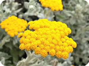 Helichrysum 10% In Jojoba Helichrysum 10% In Jojoba