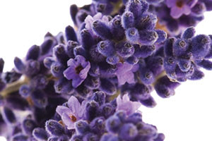 Aloe Vera Shampoo:  Lavender