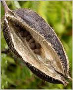 Ambrette Seeds Ambrette Seeds