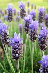 Lavender Lavender