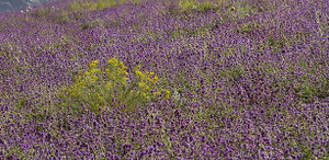 Kashmir Lavender Field