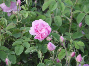 Anatolian Rose Production Anatolian Rose Production
