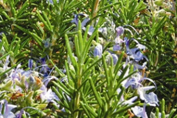 Rosemary Moisturizing Body Wash