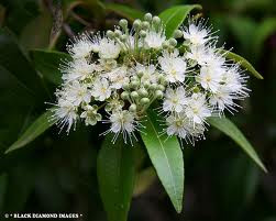 Lemon Myrtle