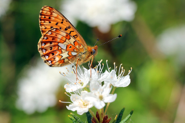 Ledum flowers