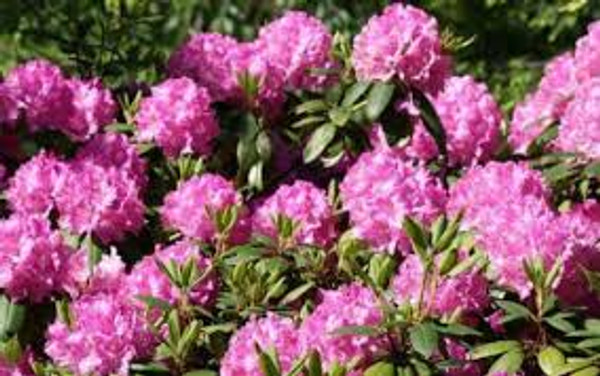 Rhododendron 