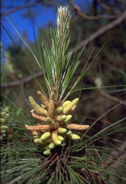 Pine needles