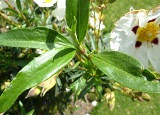Cistus Absolute