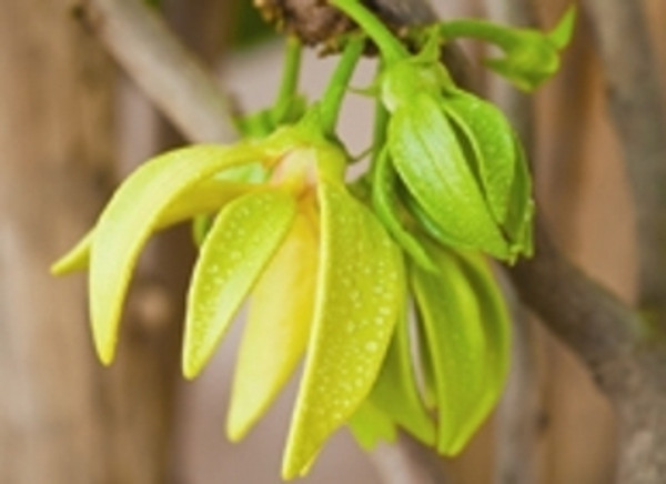 ylang ylang