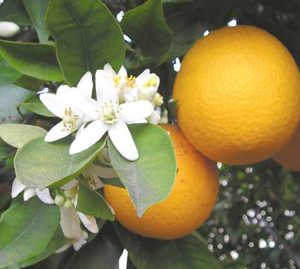 Oranges blossom