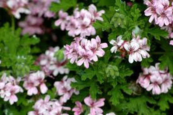 Geranium rose