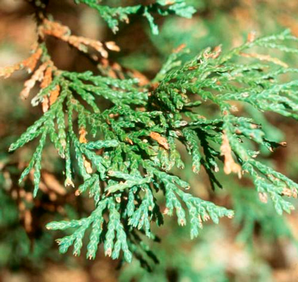 Cedar leaf needles