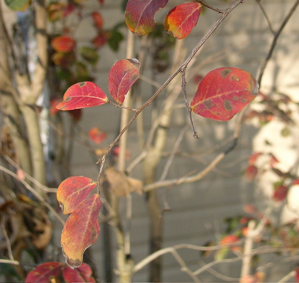 Myrlte leaf red cineole