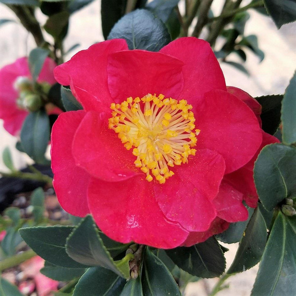 Camellia Virgin Organic