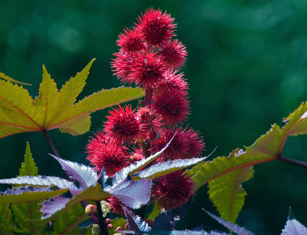 Ricinus communis seeds