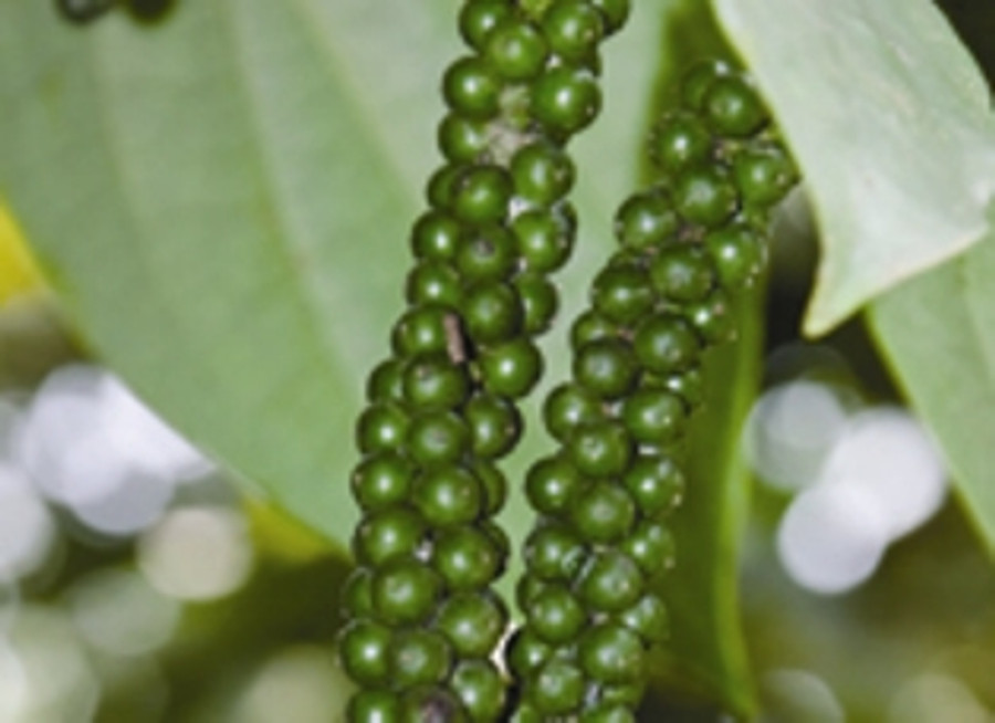 Black pepper