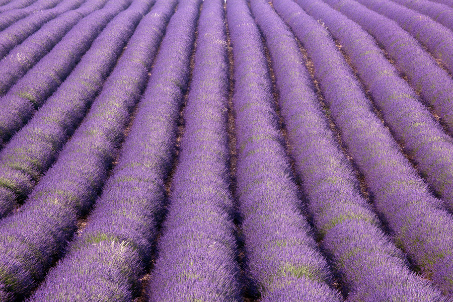 Lavender field