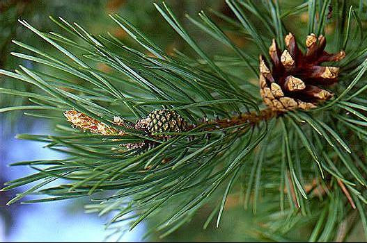 Pine needles