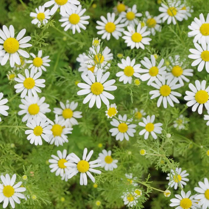 German Chamomile