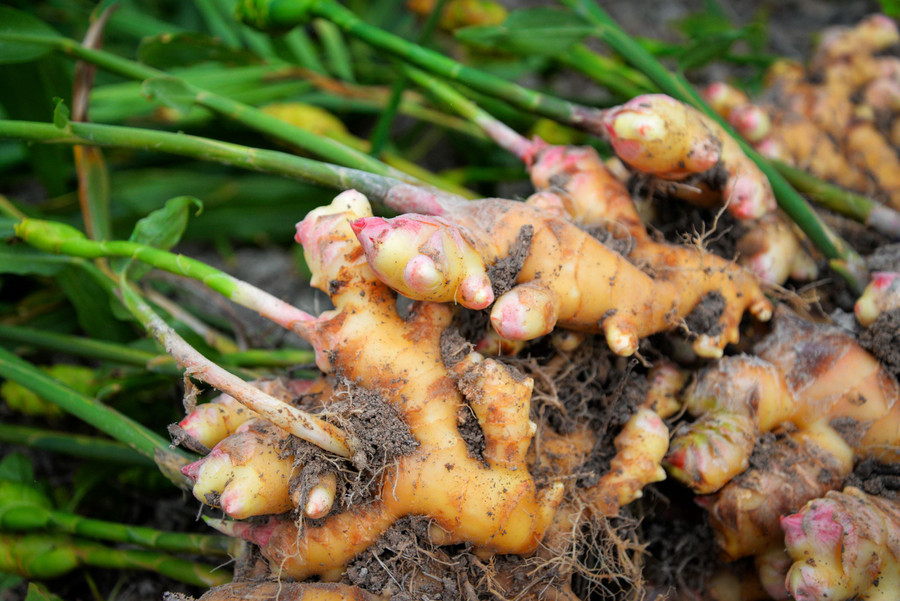 Freshly picked Ginger