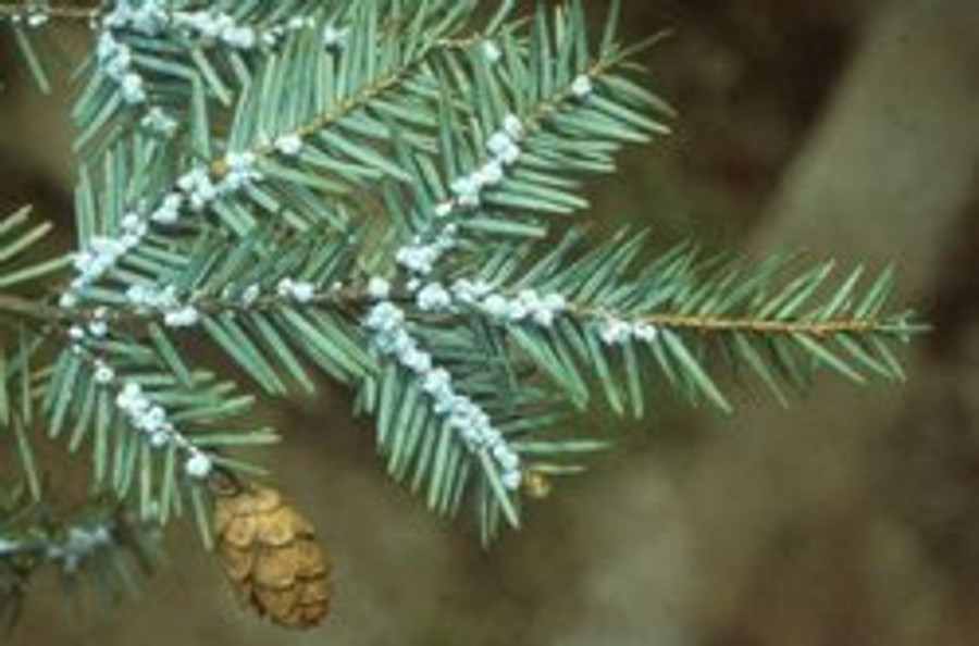 Spruce Eastern Hemlock