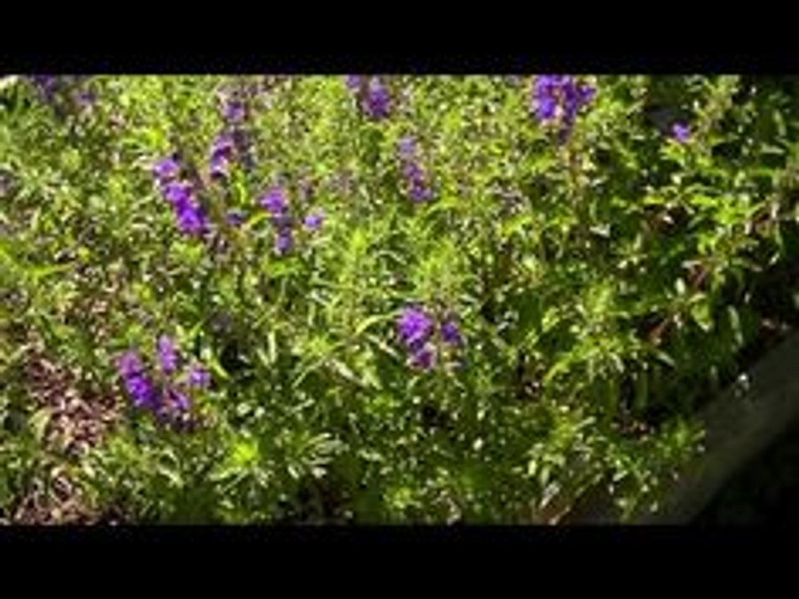 Moldavian Dragon's Head