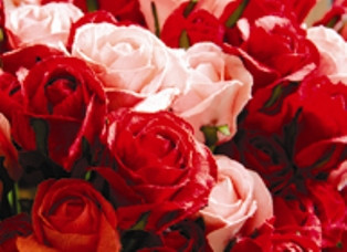 Rose Absolute