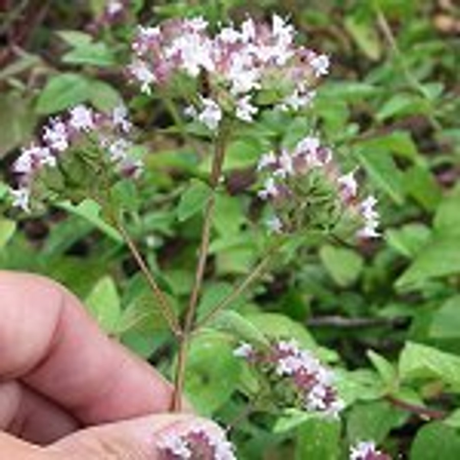 Oregano vulgare