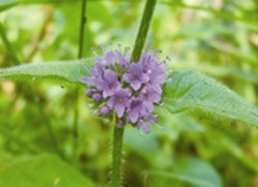 Cornmint plant flower