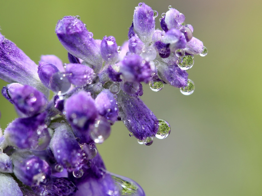 Lavender flower