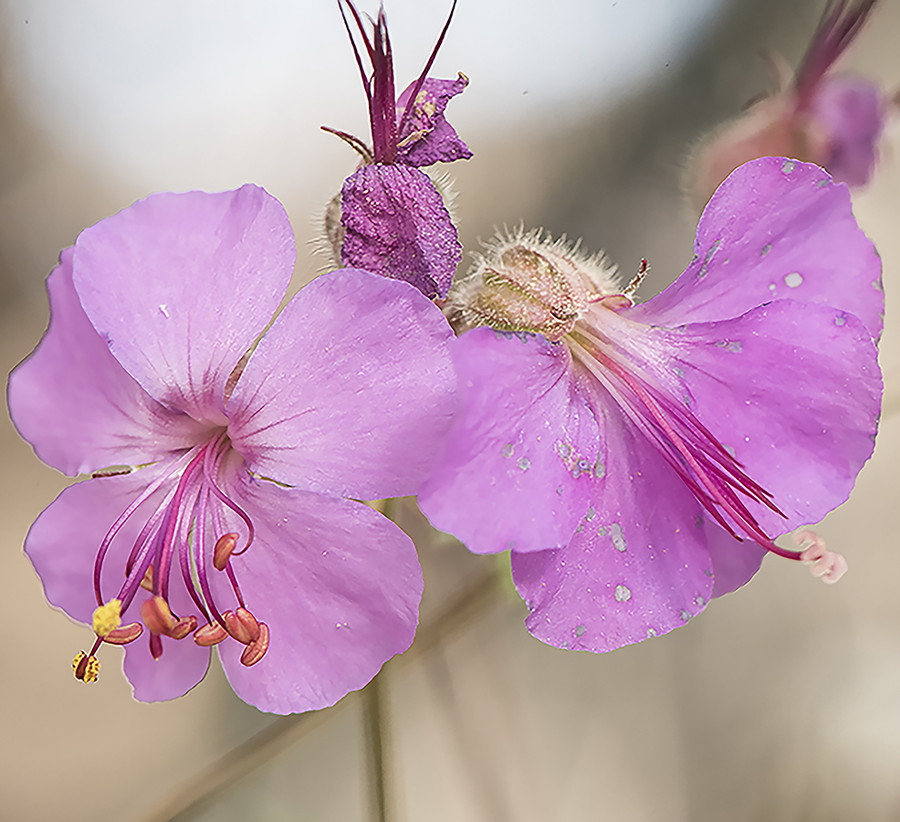 Geranium Flower