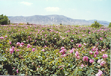 Rose bales Rose Bales 2