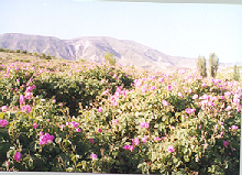 Rose Fields