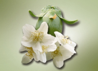 Jasmine Sambac 10% in Jojoba - Appalachian Valley Natural Products