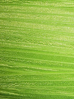 neon key lime fold over elastic for sale